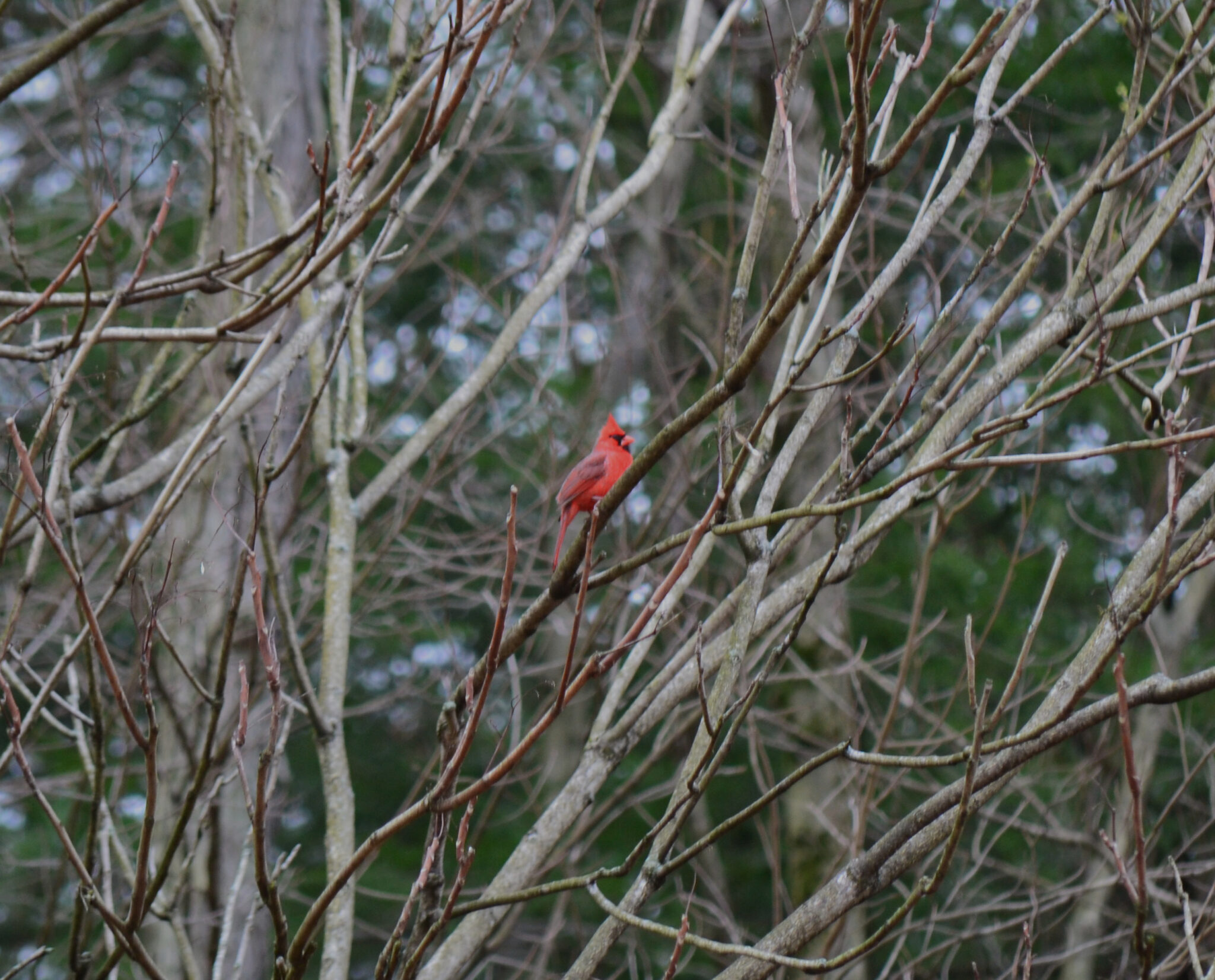 A red cardinal nestled into bare spring branches