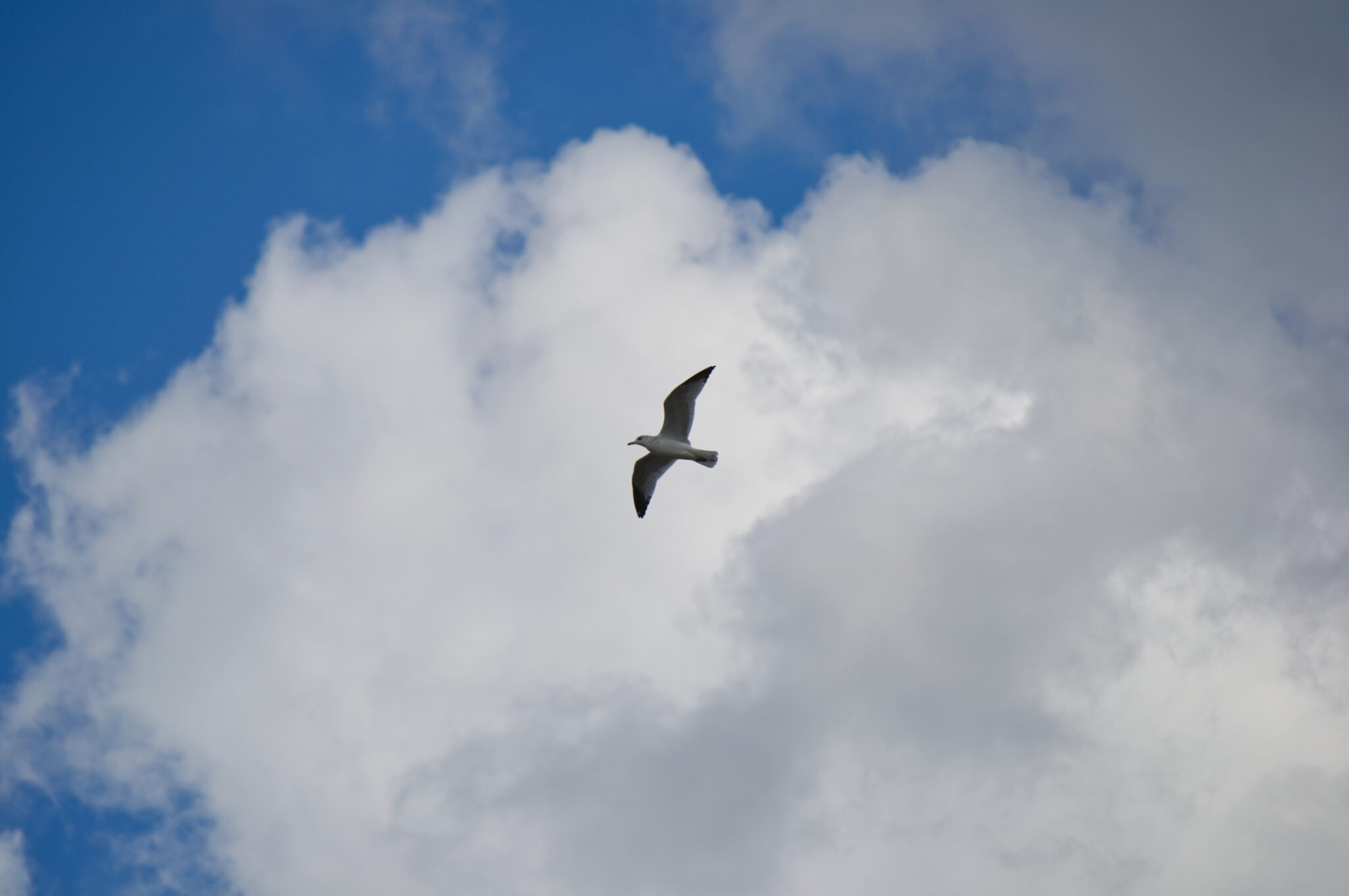 Seagull flying, wings spread, across a blue sky with fluffy white clouds