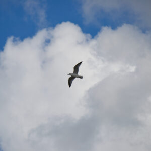Seagull flying, wings spread, across a blue sky with fluffy white clouds