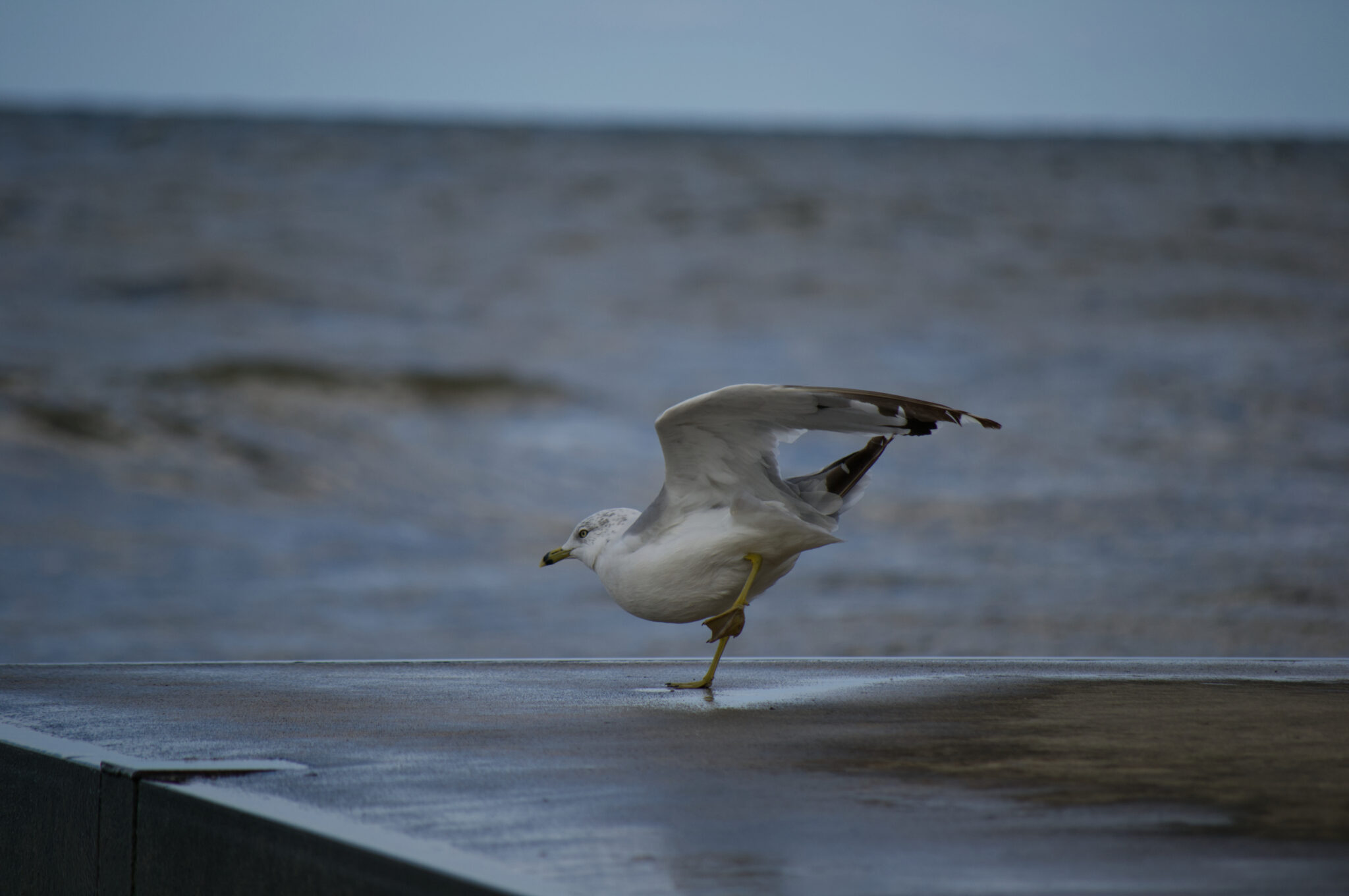 Seagull in a ballet/arabesque like post on a pier in front of lake erie