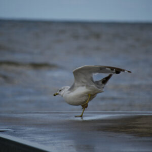 Seagull in a ballet/arabesque like post on a pier in front of lake erie
