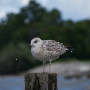 A brown speckled bird on a wooden pole with green trees in the background. There are splashed water droplets to the left.
