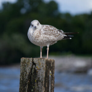 Brown speckled bird on a wooden posts looking directly at the camera