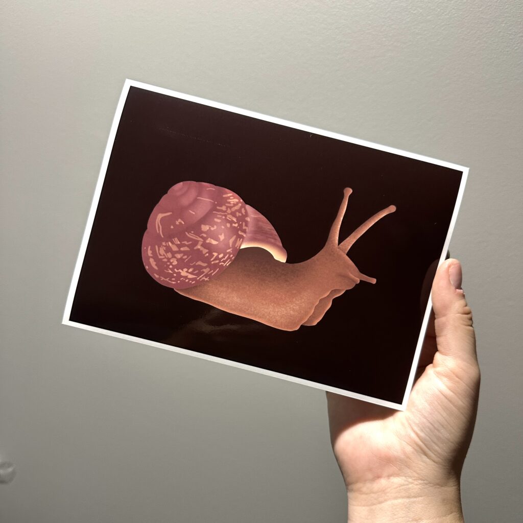 Drawing of a common garden snail on a dark brown background being held up