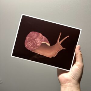 Drawing of a common garden snail on a dark brown background being held up