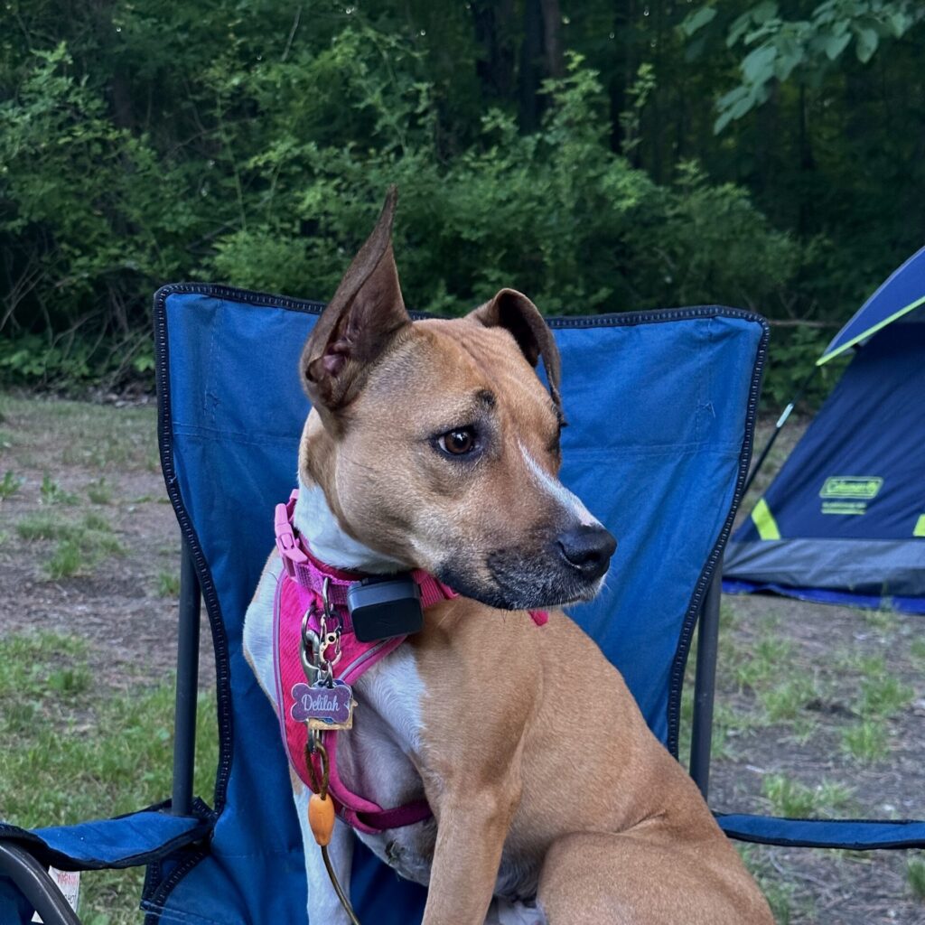 Delilah, a pitbull mix, sits in a blue camping chair wearing a pink harness. There is a blue tent in the background and the beginning of a tree line.