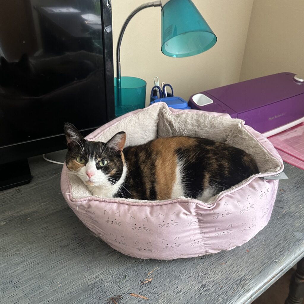 Daisy, a calico cat, lies in a pink cat bed on a blue table. There is a purple cricut and a TV in the background