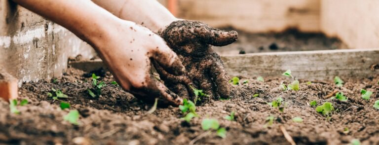 Hands digging in the dirt