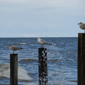 3 seagulls stand atop 3 wooden poles in the lake. There are water droplets from a wave splashing.