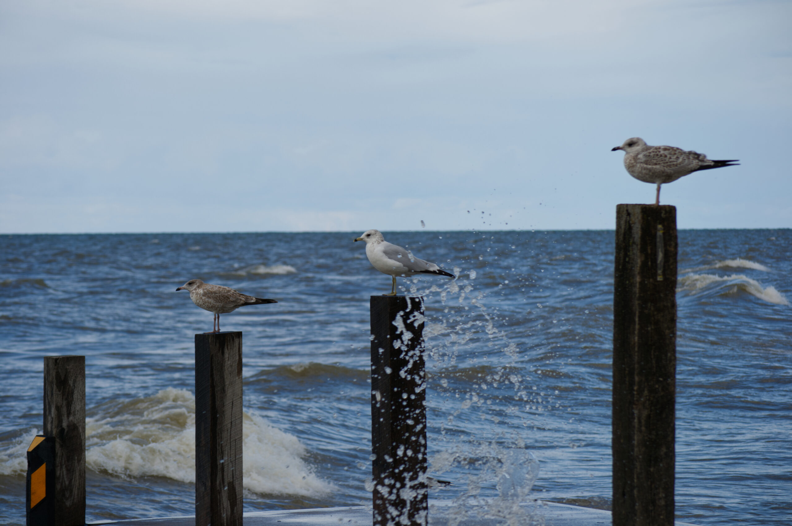 3 seagulls stand atop 3 wooden poles in the lake. There are water droplets from a wave splashing.
