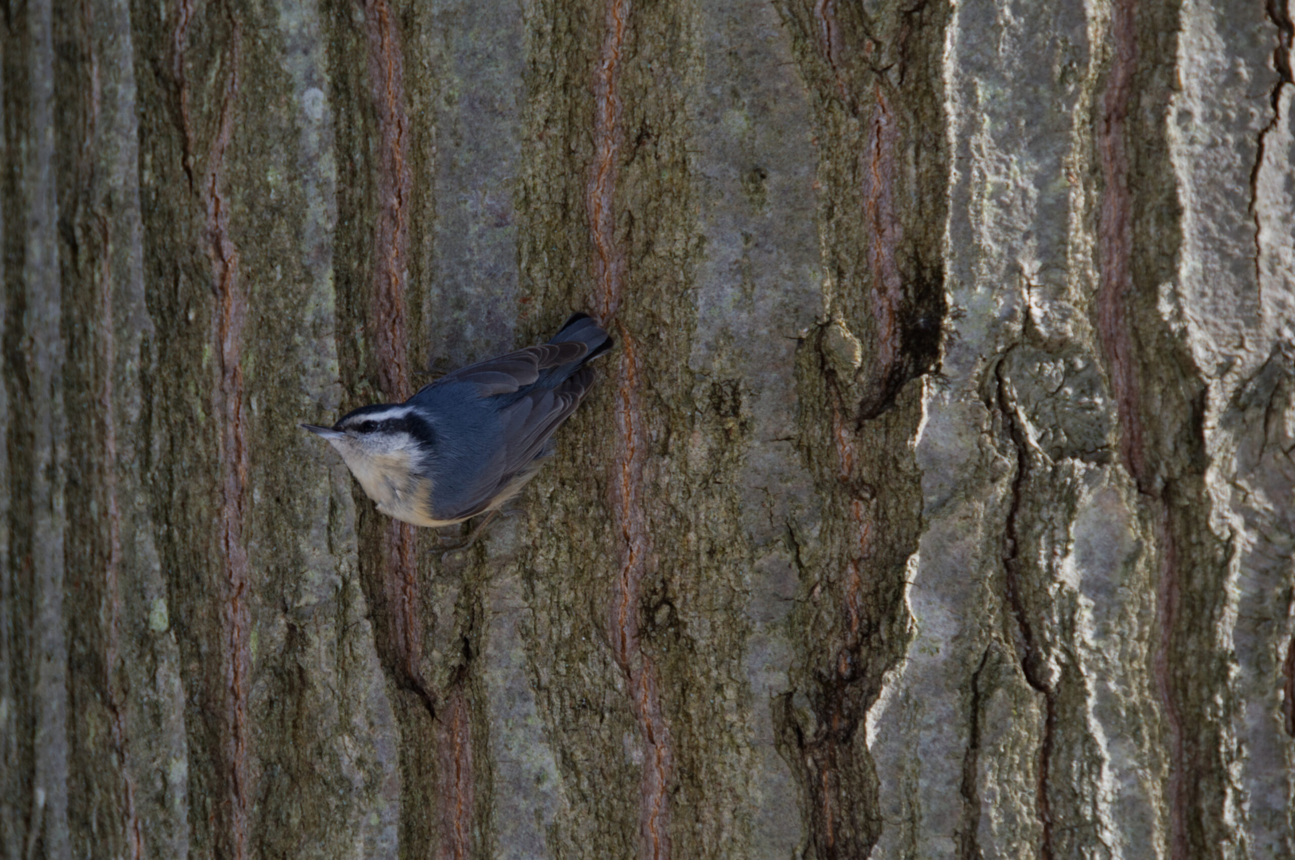 A chicakdee perches sideways on the bark of a tree