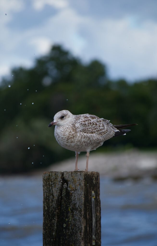 Bird pole drops