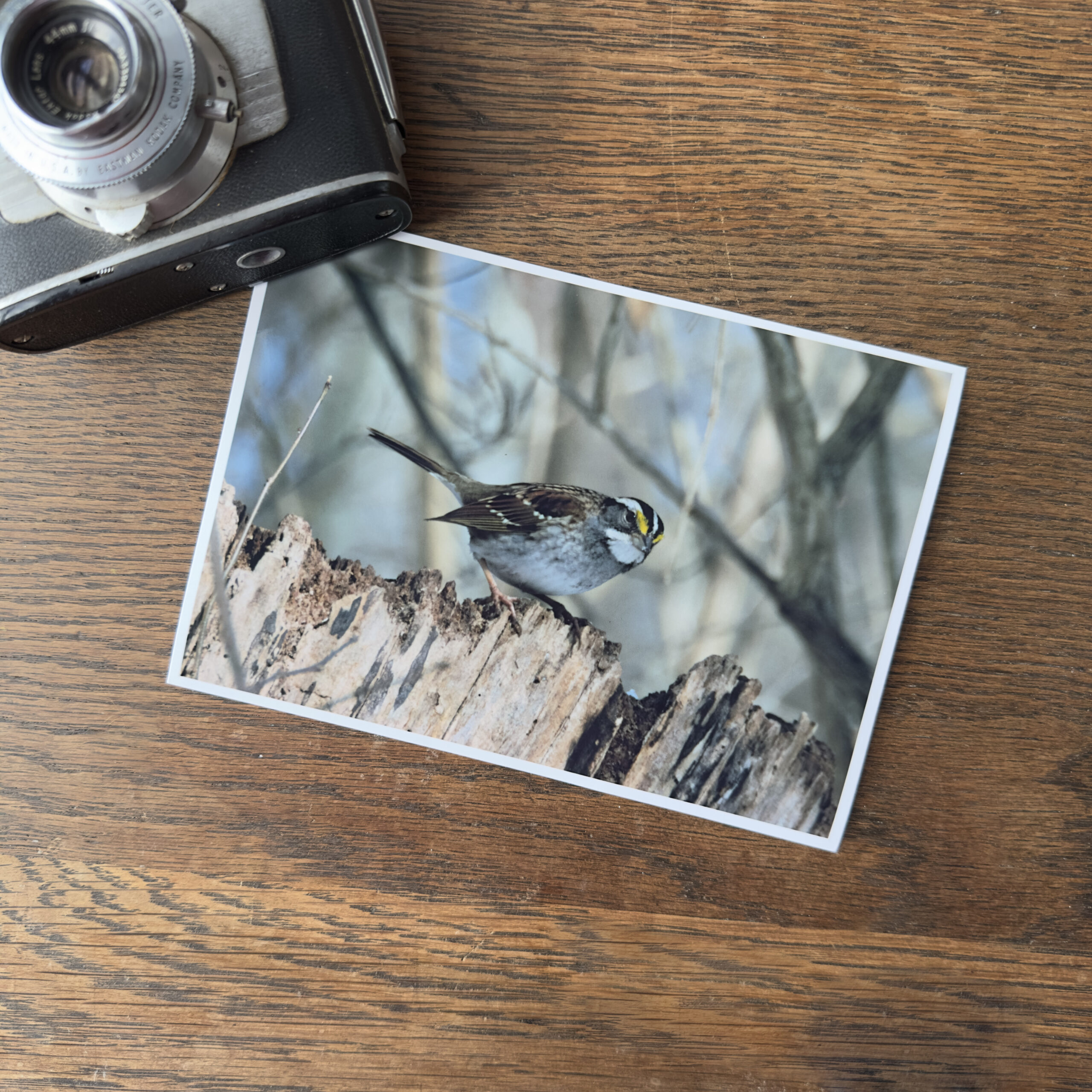 CHICKADEESTUMPED_camera