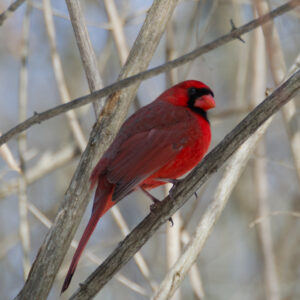 A red cardinal perches upon a branch looking over its shoulder at the camera