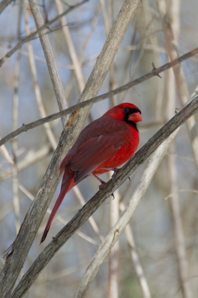 A red cardinal perches upon a branch looking over its shoulder at the camera
