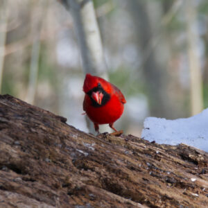 A red cardinal stands on a log looking directly at the camera with its head tilted