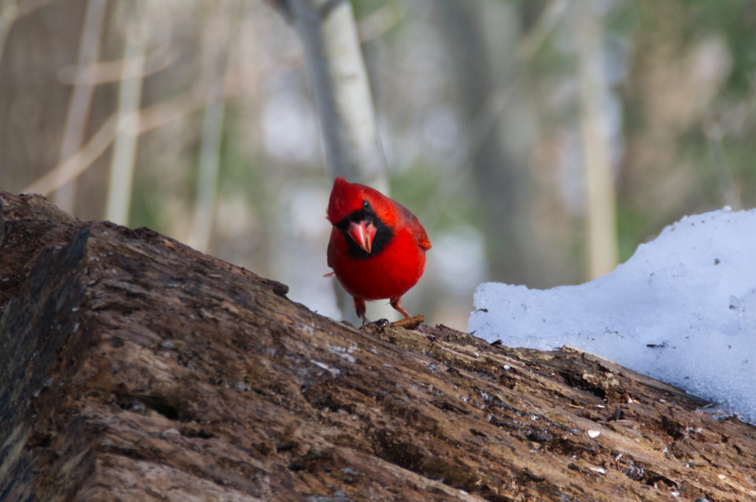 A red cardinal stands on a log looking directly at the camera with its head tilted