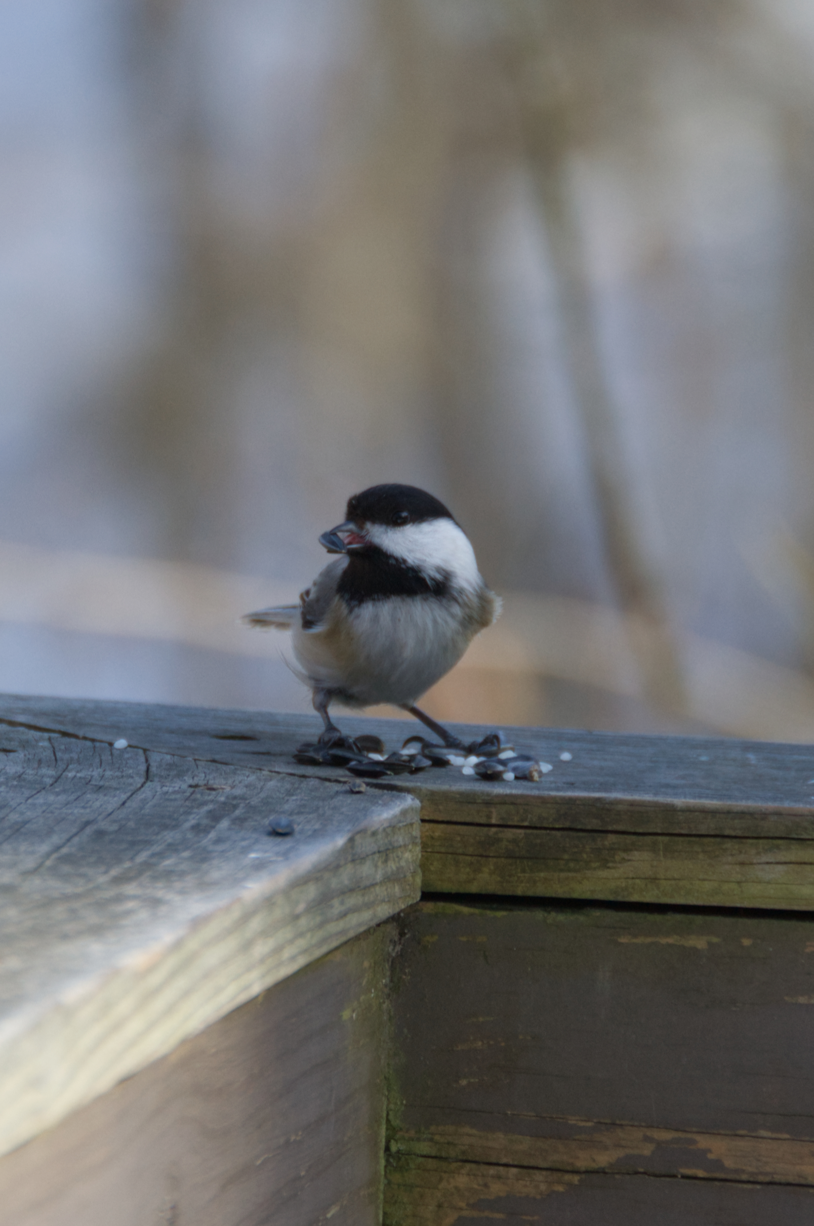 Chickadee snack 2