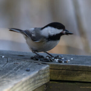 A chickadee has a sunflower seed in its beak and more seeds at its feet standing on a wooden railing