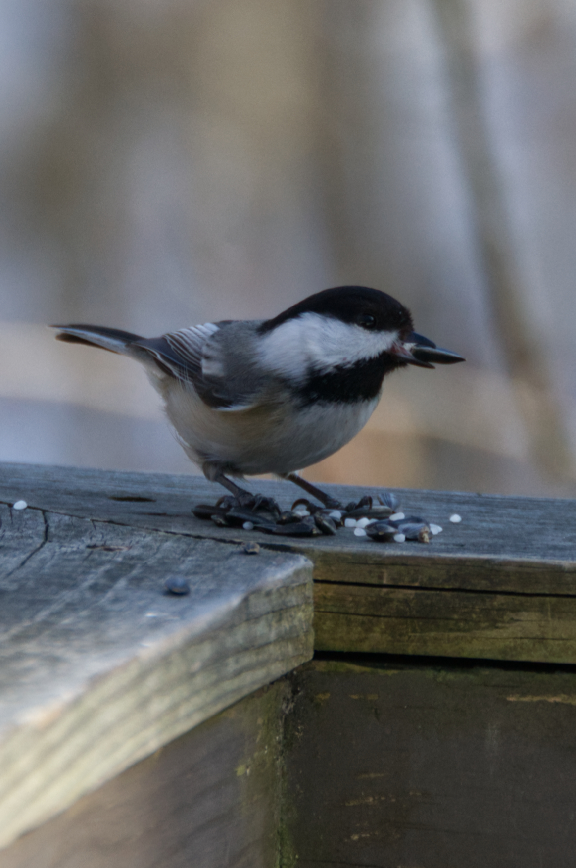 A chickadee has a sunflower seed in its beak and more seeds at its feet standing on a wooden railing