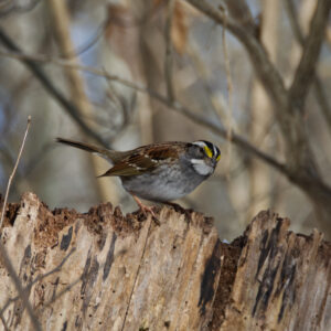A chickadee stands on a stump with a contentious expression