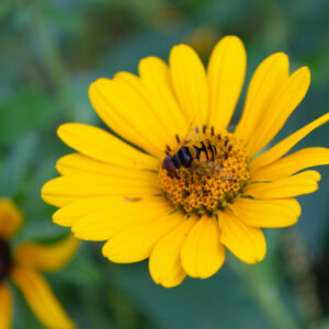 A yellow daisy with a bee in the center