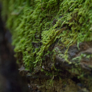 A close up view of green moss on a dark brown log