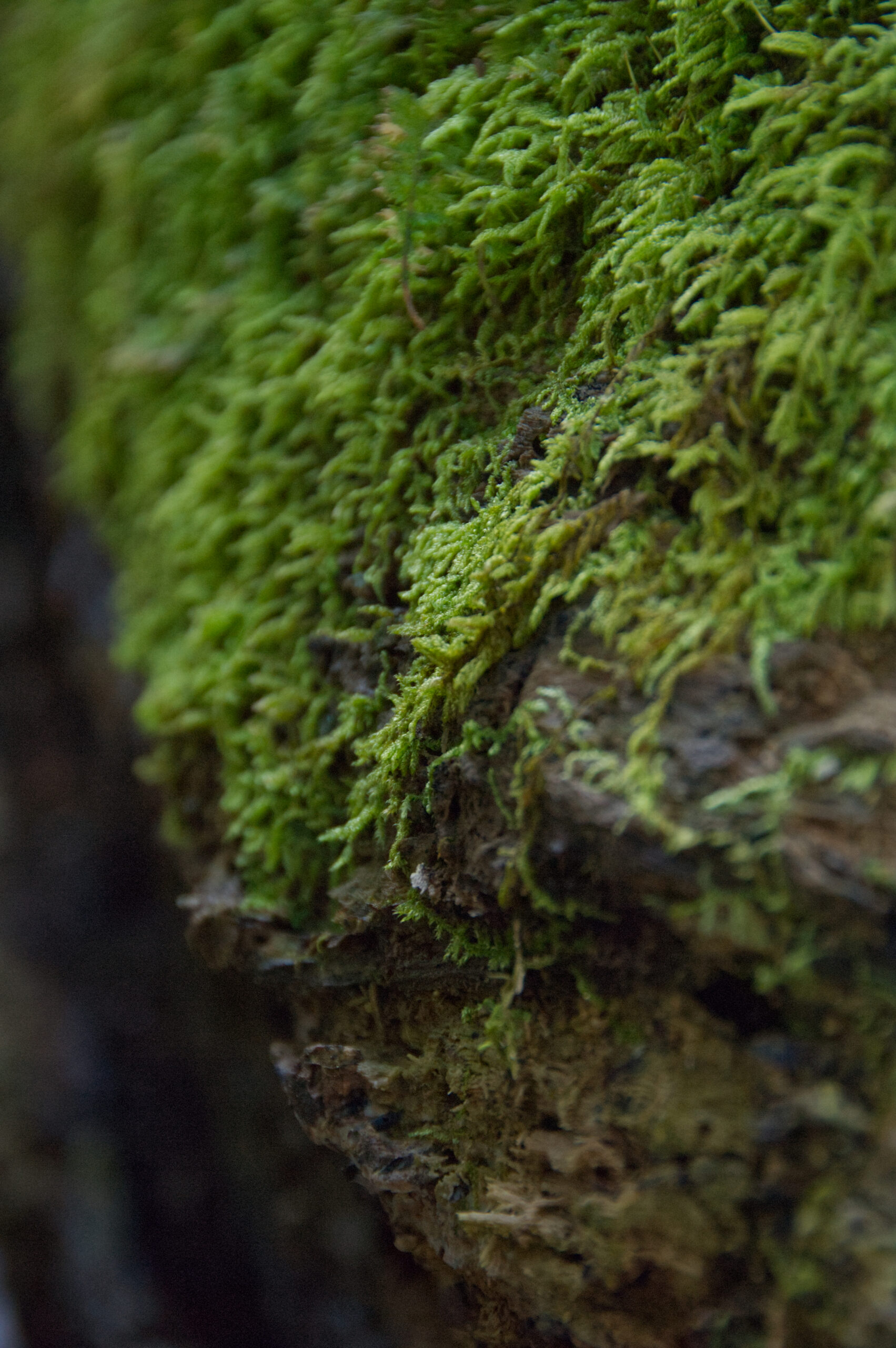A close up view of green moss on a dark brown log