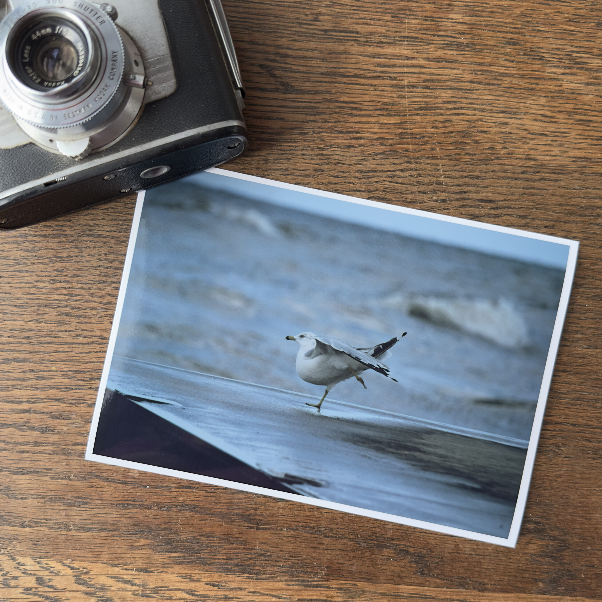 SEAGULLBALLET_camera