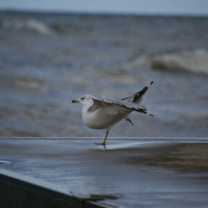A seagull stands on a concrete slab in a pose similar to an arabesque in ballet