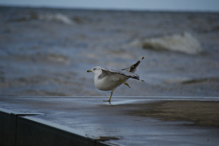 Seagull ballet