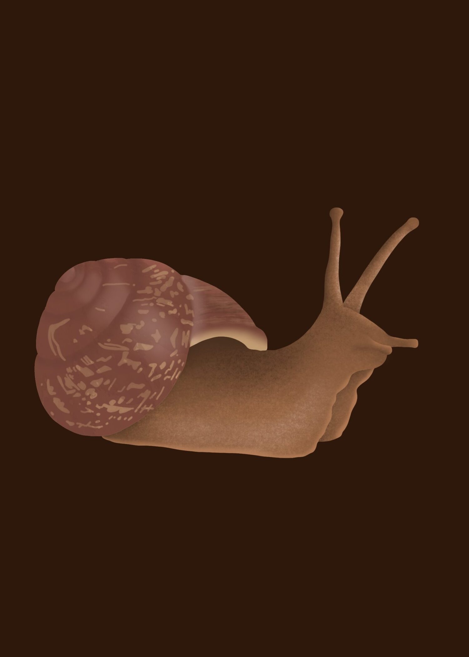 Drawing of a common garden snail on a dark brown background