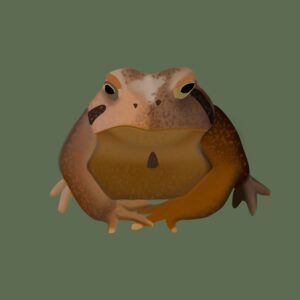 Drawing of a brown bullfrog on dark sage green background