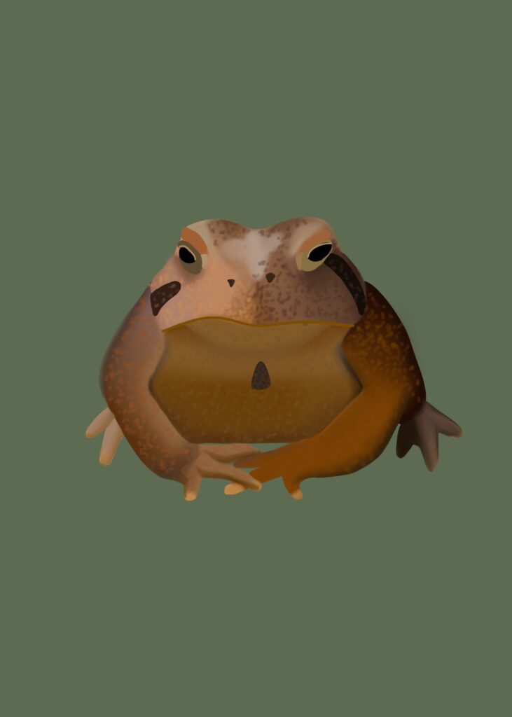 Drawing of a brown bullfrog on dark sage green background