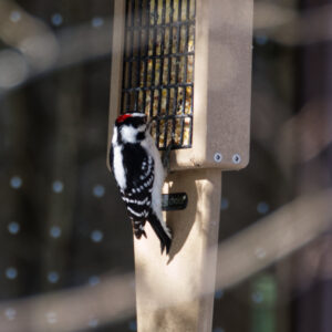 A redheaded woodpecker eats seeds from a bird feeder