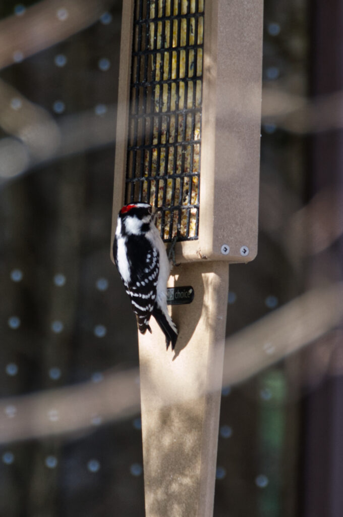 A redheaded woodpecker eats seeds from a bird feeder