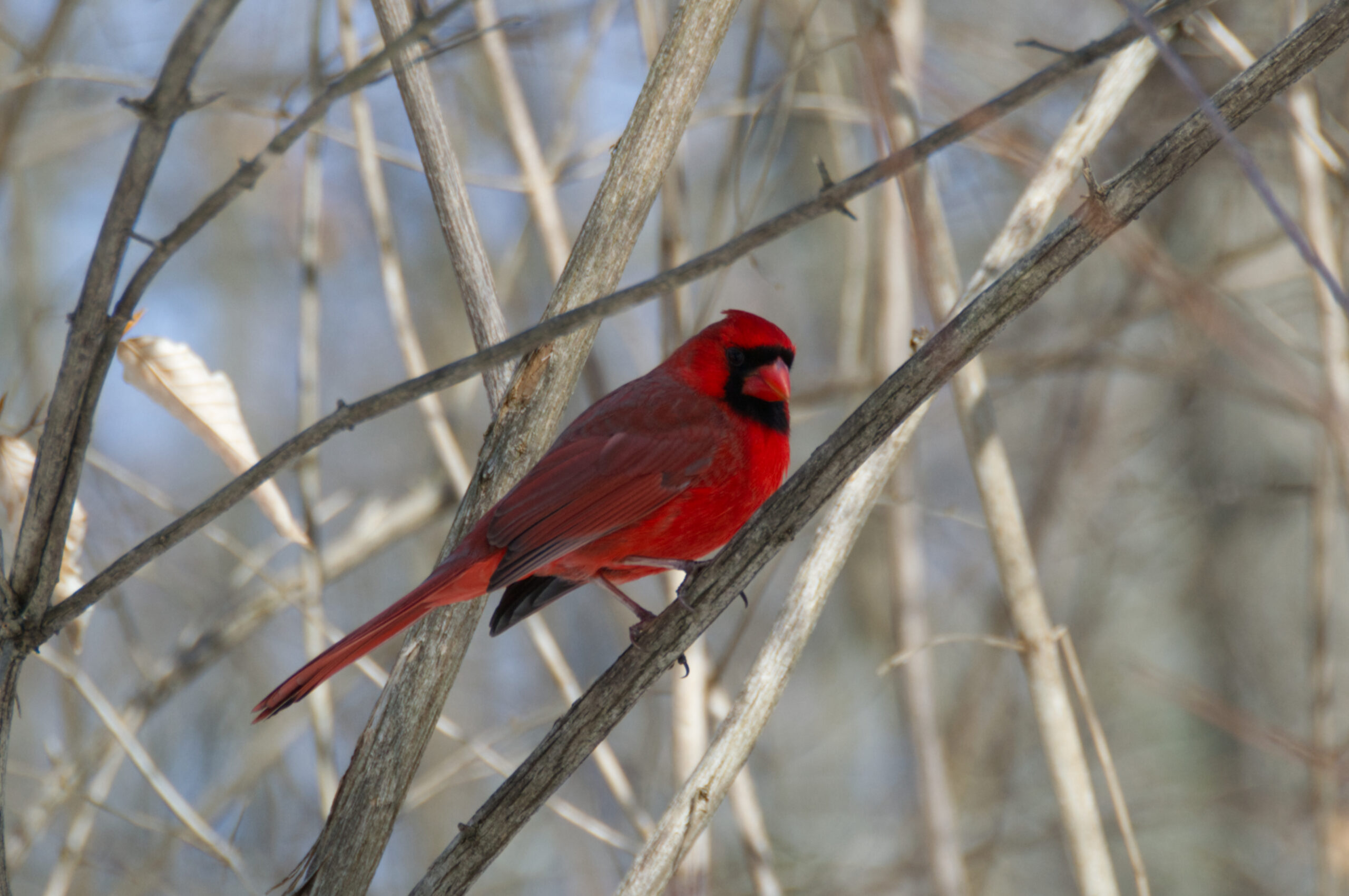 Cardinal branch side 3
