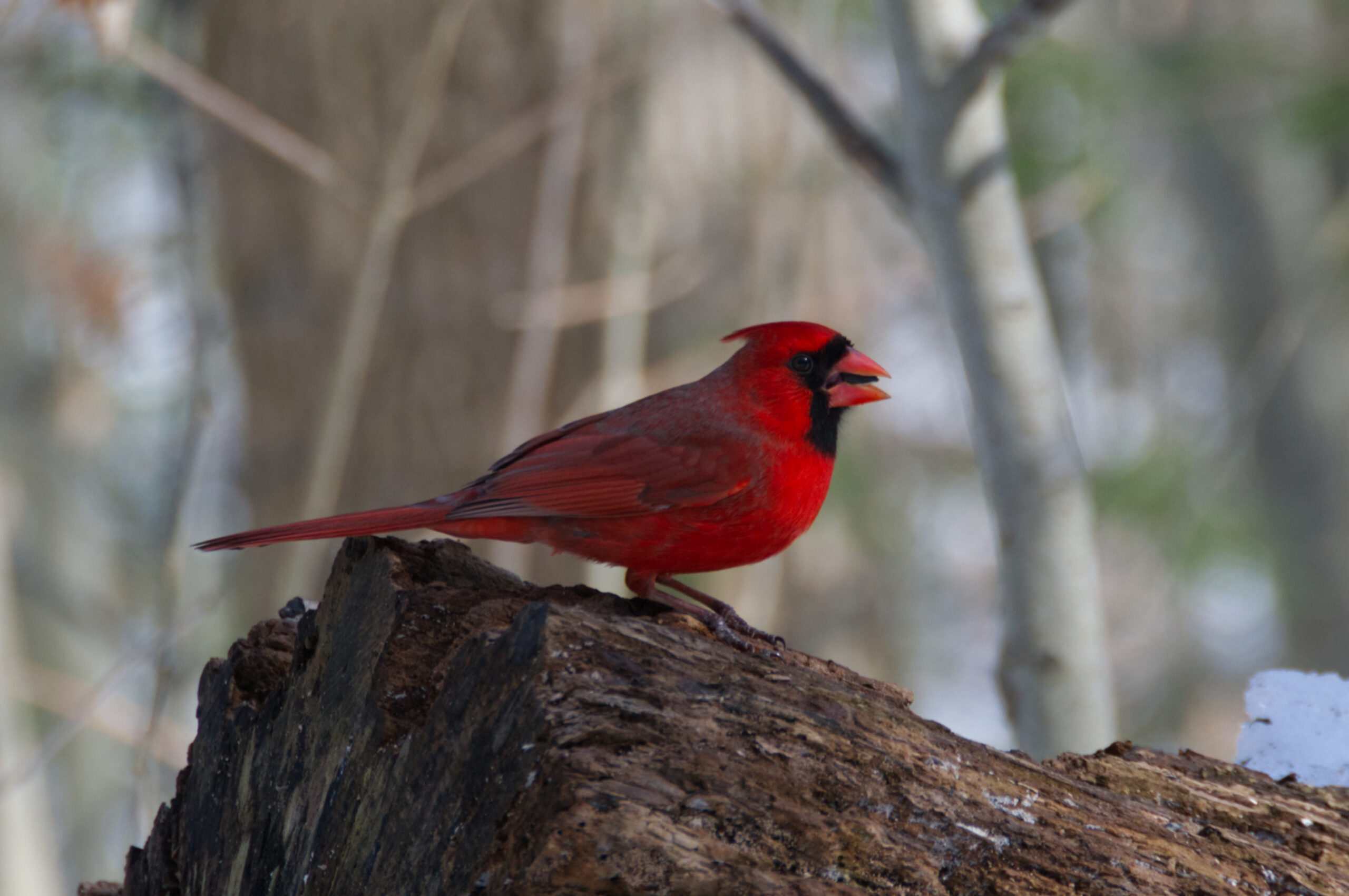 Cardinal log bite side 2
