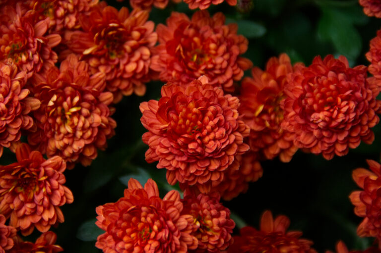 Orange flowers
