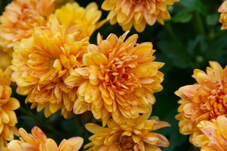 Yellow flowers