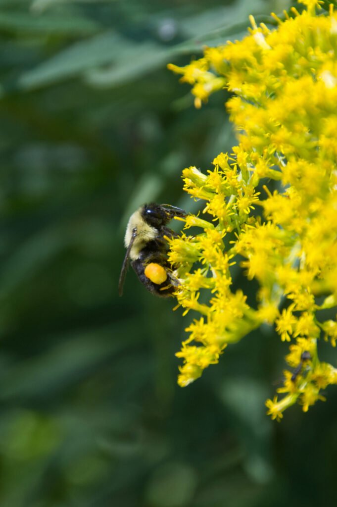 Bee with pollen 2!