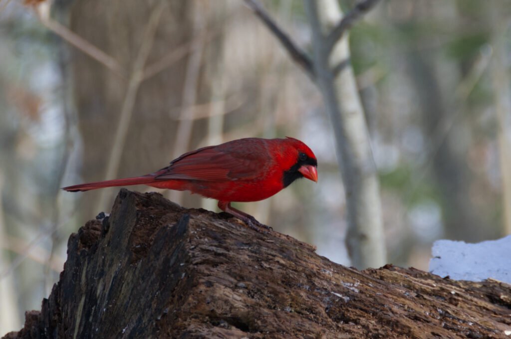 Cardinal log side