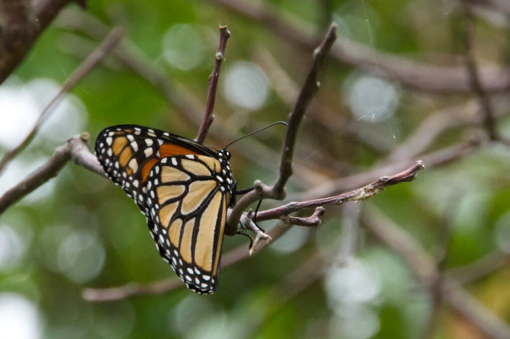 Monarch