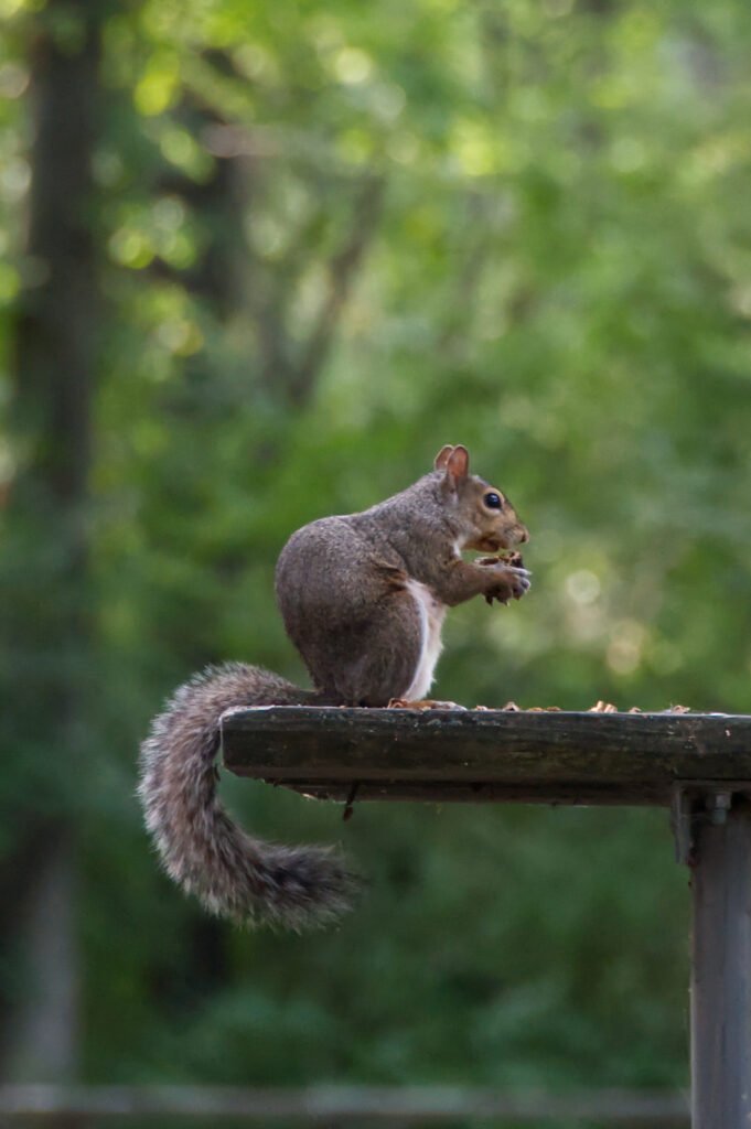 Squirrel nut table