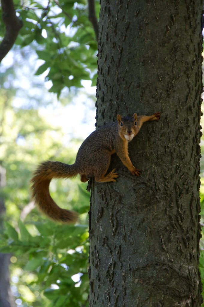 Squirrel tree nut
