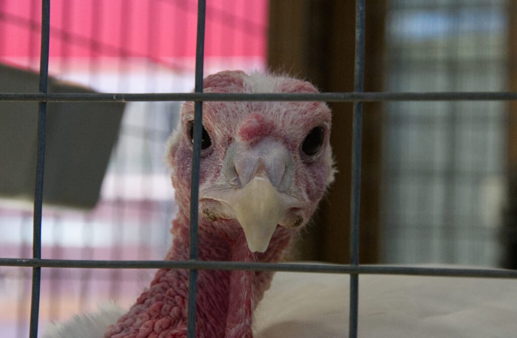 Turkey