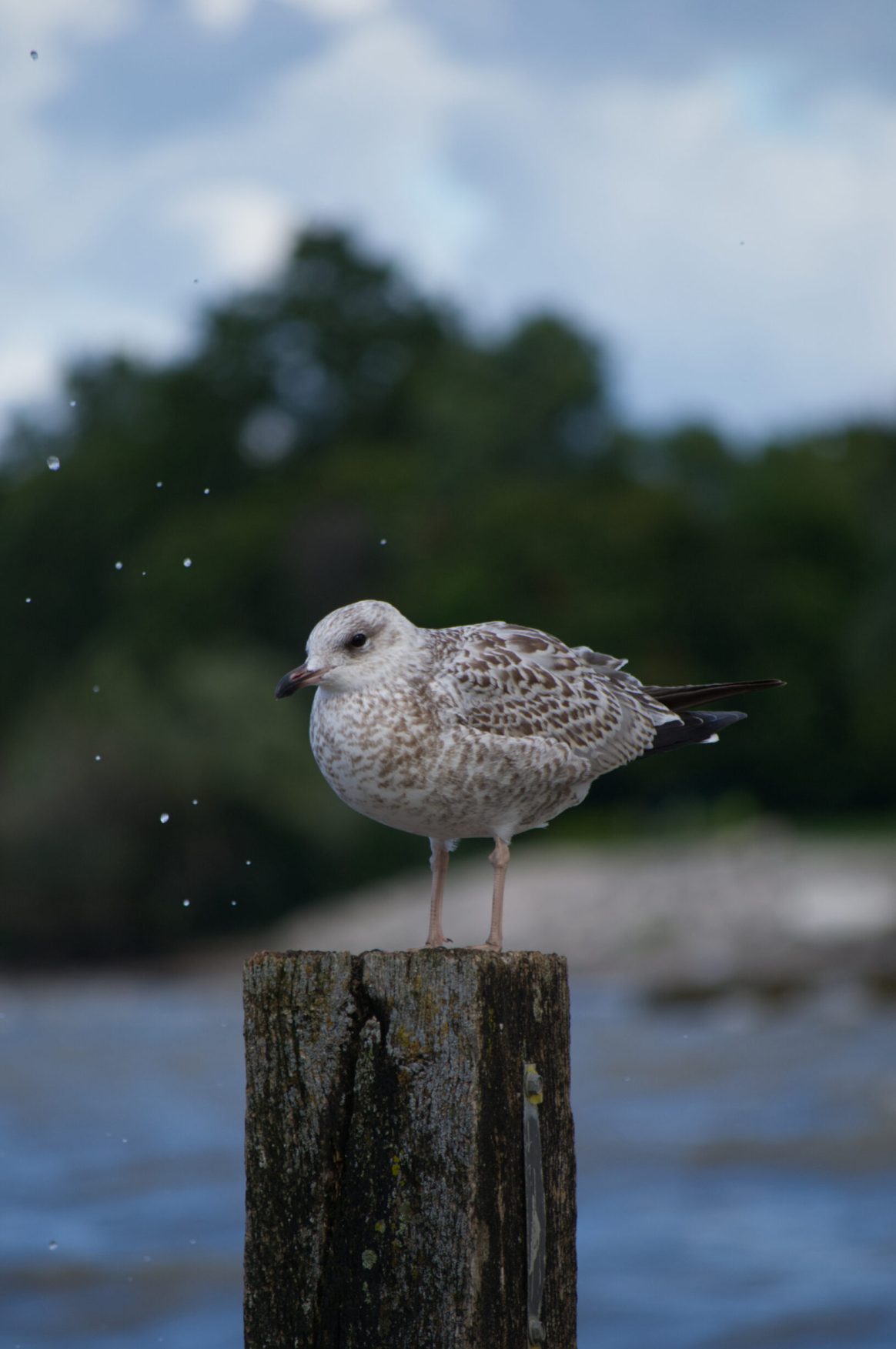 Seagull on a pole at the lake. There are droplets from a wave splashing in the background and a shore treeline further in the distance